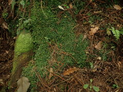Symphyogyna undulata