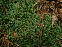 Symphyogyna undulata