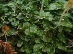 Symphyogyna undulata