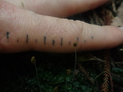 Symphyogyna undulata