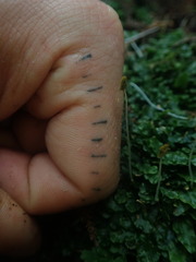 Symphyogyna undulata