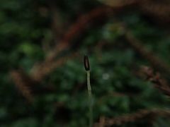 Symphyogyna undulata
