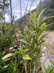 Sarcococca