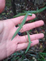 Passiflora tenuiloba