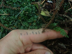 Symphyogyna undulata
