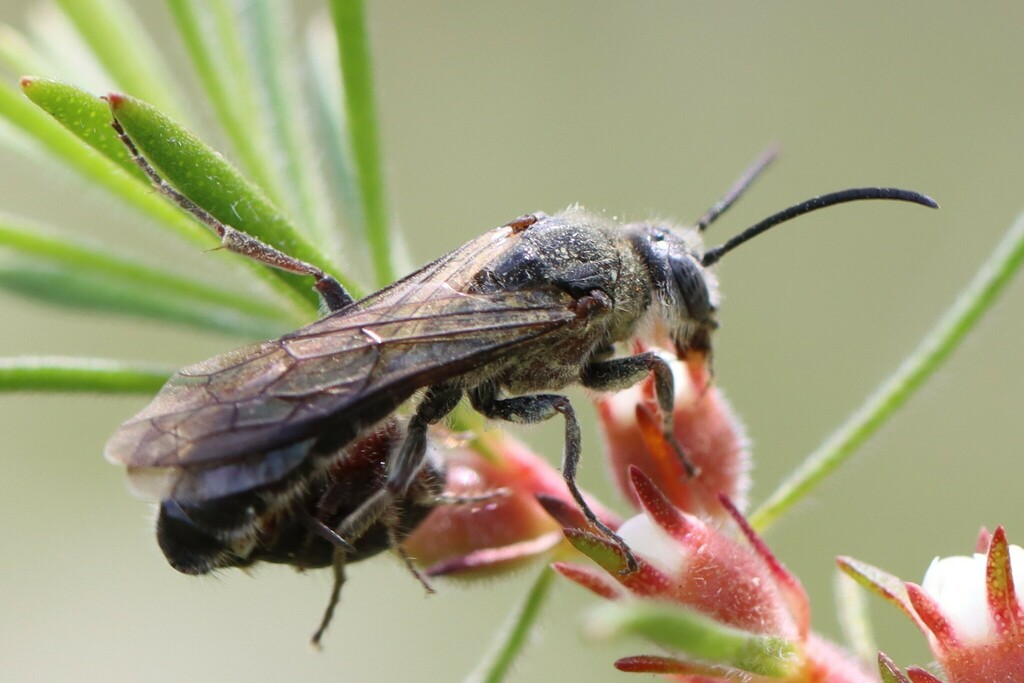 Thynnid Flower Wasps from Sydney NSW, Australia on November 11, 2022 at ...