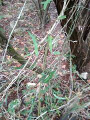 Passiflora tenuiloba