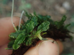 Symphyogyna undulata