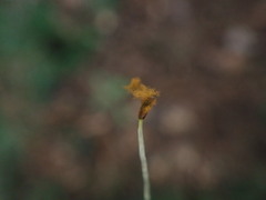 Symphyogyna undulata