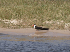 Rynchops flavirostris