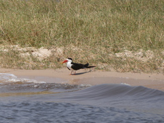 Rynchops flavirostris