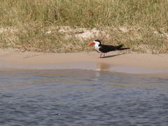 Rynchops flavirostris