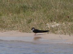 Rynchops flavirostris