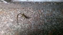 Podarcis muralis