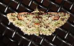 Calluga costalis