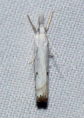 Crambus albellus