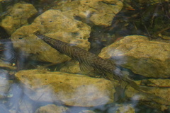 Lepisosteus platyrhincus
