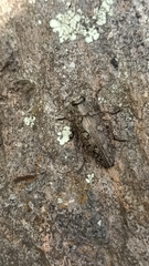 Chrysobothris costifrons