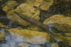 Lepisosteus platyrhincus