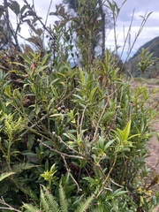 Sarcococca