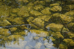 Lepisosteus platyrhincus