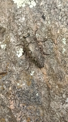 Chrysobothris costifrons