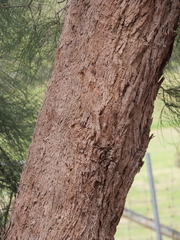 Allocasuarina decussata