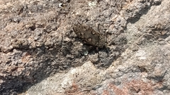 Chrysobothris costifrons