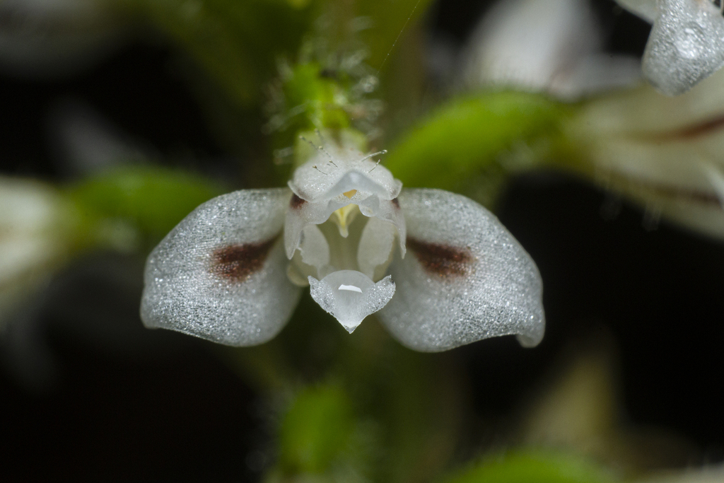 Microchilus argenteus
