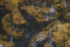 Micropterus floridanus