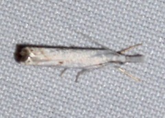Crambus albellus