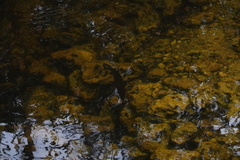 Micropterus floridanus