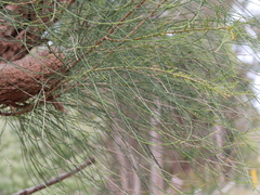 Allocasuarina decussata