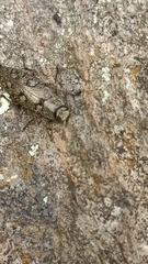 Chrysobothris costifrons