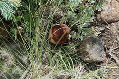 Boletus rubriceps
