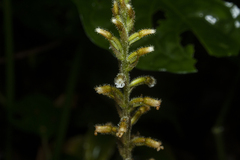 Microchilus arietinus