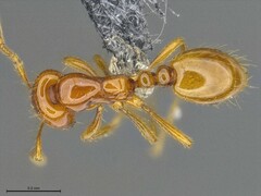 Solenopsis phoretica