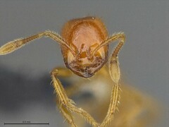 Solenopsis phoretica