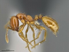 Solenopsis phoretica