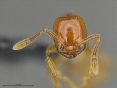 Solenopsis phoretica