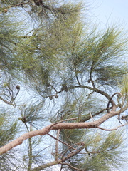 Allocasuarina decussata