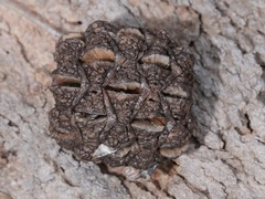 Allocasuarina decussata