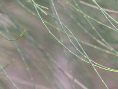 Allocasuarina decussata