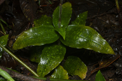 Microchilus arietinus