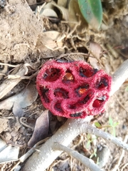 Clathrus crispus