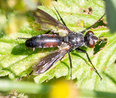 Cylindromyia