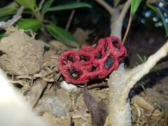 Clathrus crispus