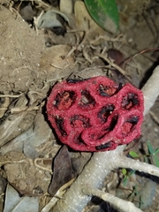 Clathrus crispus