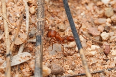 Pogonomyrmex maricopa