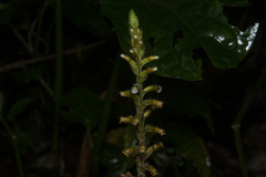 Microchilus arietinus